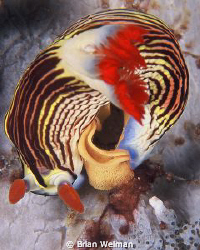 Nudibranch laying egg ribbon. 
Shot on Velvia 100 slide ... by Brian Welman 